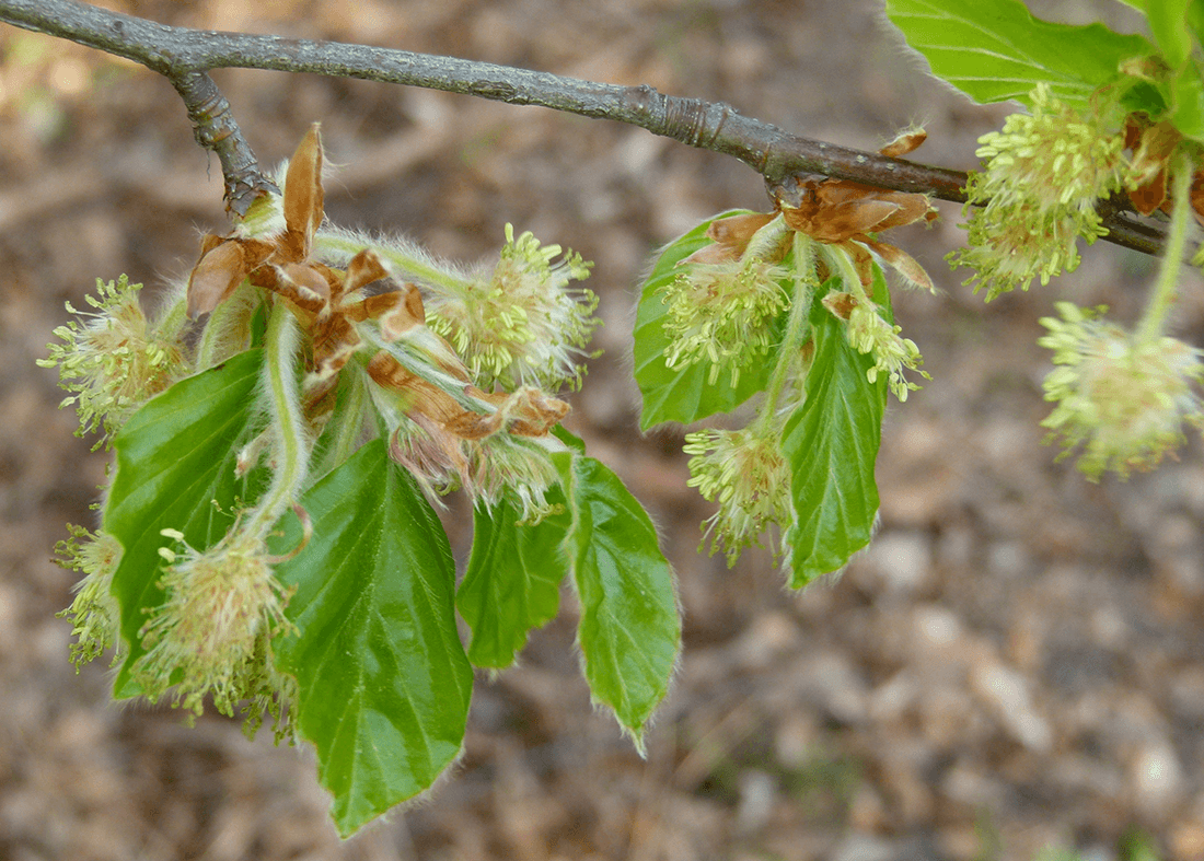 Nærbillede af bøgeblomster i april