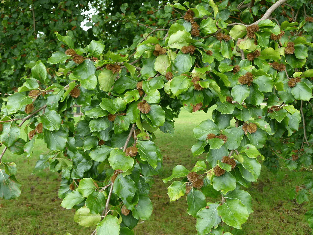 Brune bøgefrugter mellem grønne blade