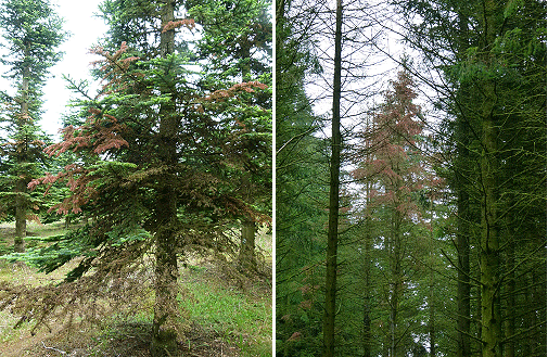 Døde grenpartier og hele døde træer er typisk ved angreb af ædelgranbarkbille (Cryphalus piceae). Til venstre døde grene på nobilis i juni 2013, bemærk at nogle grene har været døde længe, mens andre lige er blevet røde. Til højre en gruppe af døde træer i bevoksning af almindelig ædelgran i Midtjylland, hvor der udover barkbiller blev fundet frugtlegemer af Neonectria neomacrospora (ædelgrankræft).