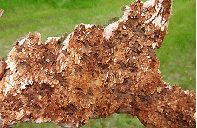 I juni og juli 2013 kunne man finde gange med larver og pupper af Cryphalus piceae, når man løsnede et stykke af barken på døende nobilis. 