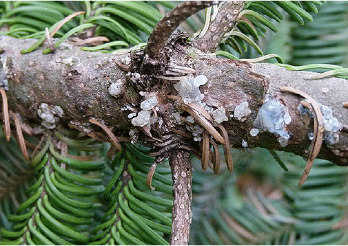 Harpiksdråber på undersiden af grene kan være et tegn på barkbillernes forsøg på indboring til overvintring.