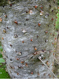 Harpiksdråber på stammen uden forekomst af larvegange i barken kan være et tegn på, at træet har afvist angreb af ædelgranbarkbille. Man bør følge sådanne træer tæt og skove dem, hvis de dør i løbet af foråret.