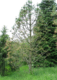Angreb af Dothistroma septosporum på Pinus ponderosa har medført omfattende nåletab. Arboretet i Hørsholm i juni 2005. 