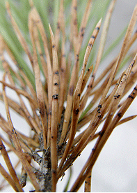 De sorte frugtlegemer bryder frem i de røde bånd, og sporerne herfra kan smitte nye nåle. Skovfyr i Østrig i januar 2012.