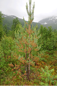 Ung skovfyr i Nordnorge med angreb af rød nåleringplet på de ældste nåle i juni 2011. Et af de nordligste fund af Dothistroma i Europa.