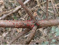 Frugtlegemer af Neonectria på død gren af kæmpegran