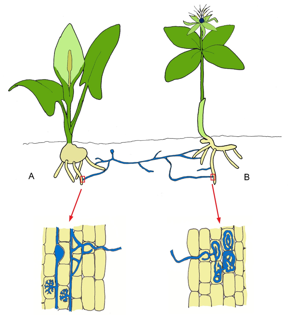 Tegning af to planter som er i forbindelse med hinanden via mykorrhiza.