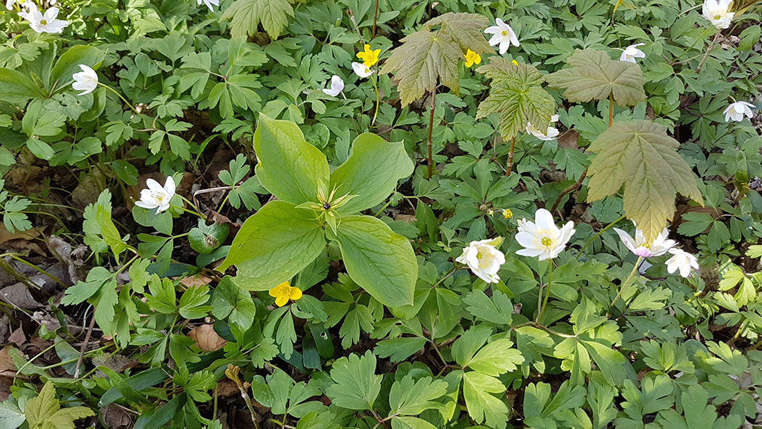 Skovbund med firblad, hvid og gul anemone, vorterod, samt opvækst af ær.