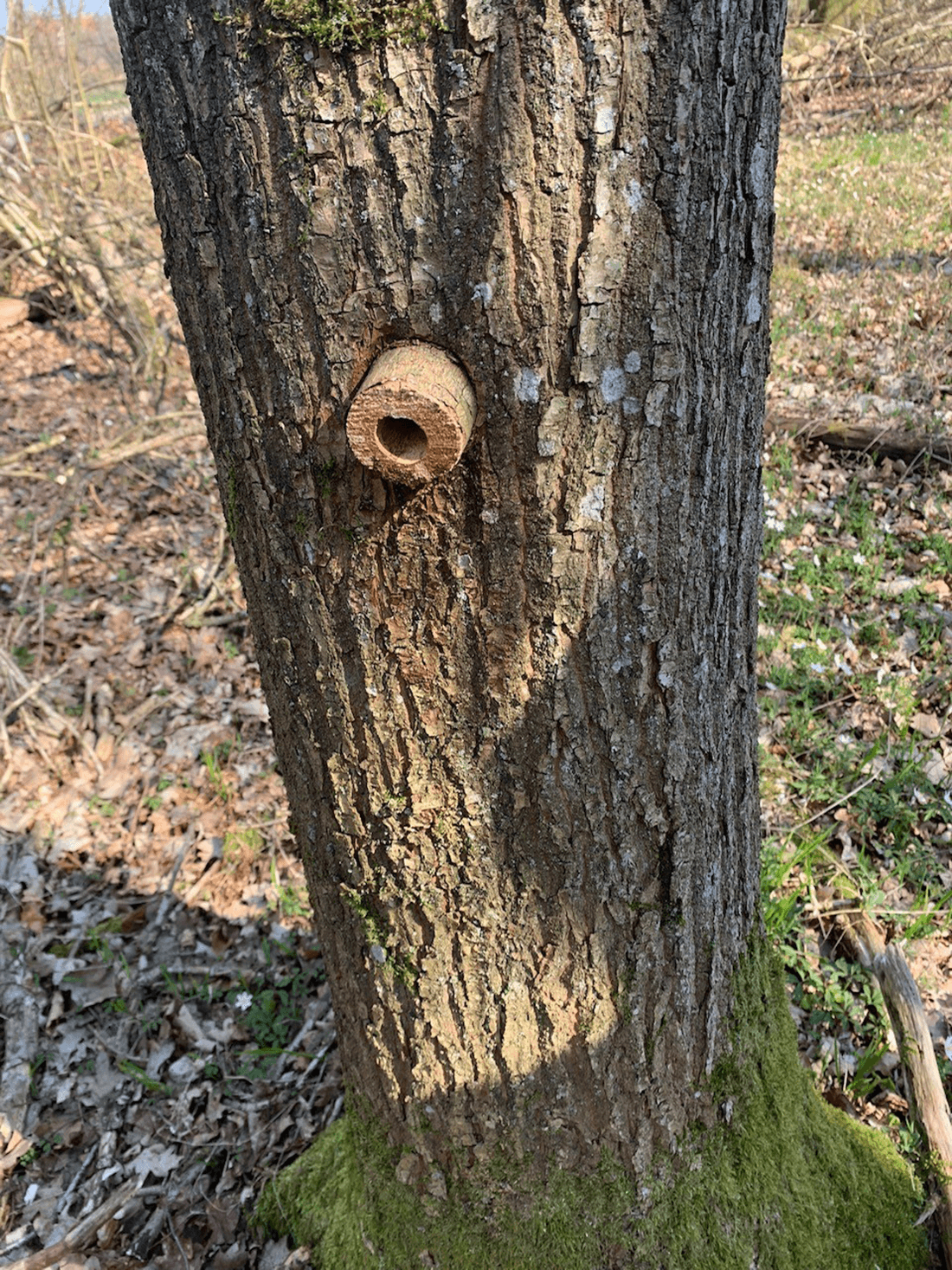 Hul i stånede træ med prop