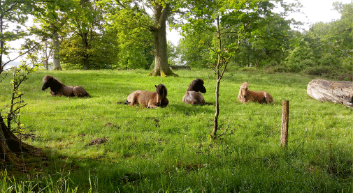 Liggende heste på naturareal med græs
